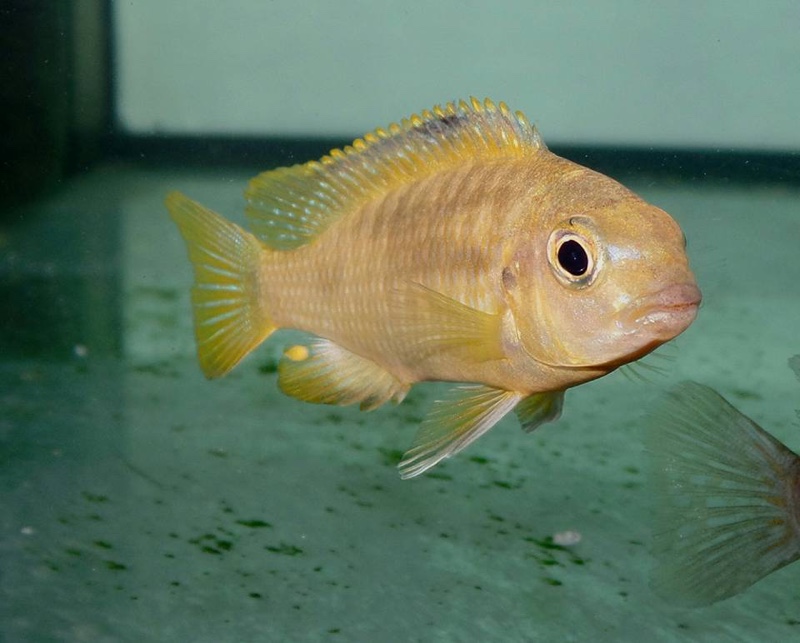 Tropheops romandi 'Mazinzi Reef'